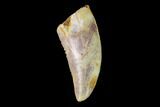 Serrated, Raptor Tooth - Real Dinosaur Tooth #137196-1